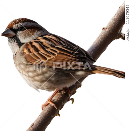 A close-up photo of a cute sparrow bird with beautiful postures.  111679543