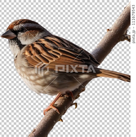 A close-up photo of a cute sparrow bird with beautiful postures.  111679543