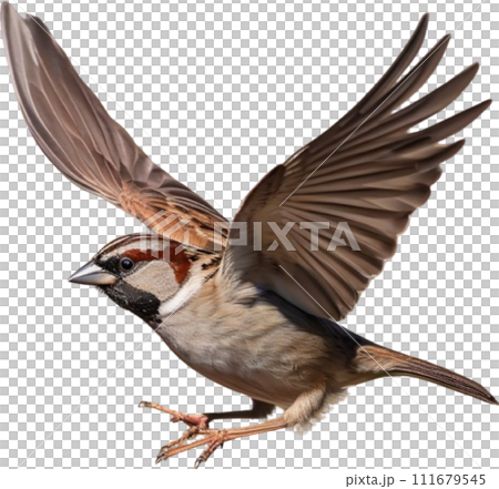 A close-up photo of a cute sparrow bird with beautiful postures.  111679545