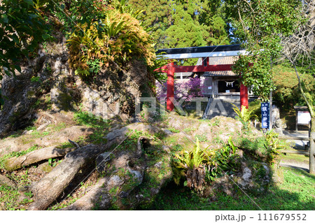 旗山神社の大楠 旗山神社の大楠 111679552