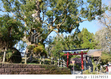 旗山神社の大楠 旗山神社の大楠 111679553