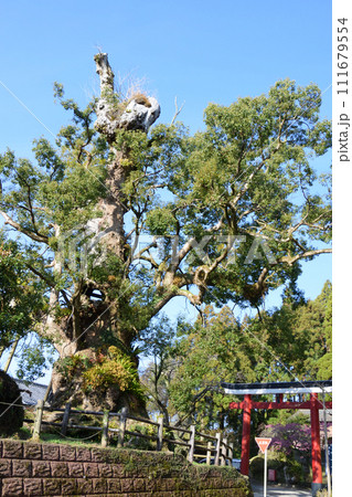 旗山神社の大楠 旗山神社の大楠 111679554