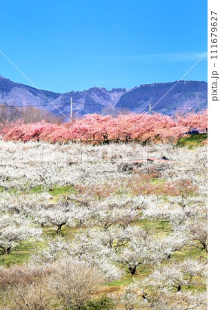 箕郷梅林 111679627