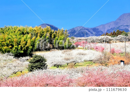 箕郷梅林 111679630