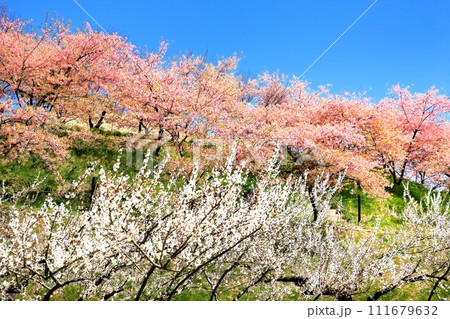 箕郷梅林 111679632