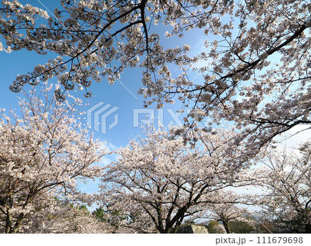萩城跡と桜 萩城跡と桜 111679698