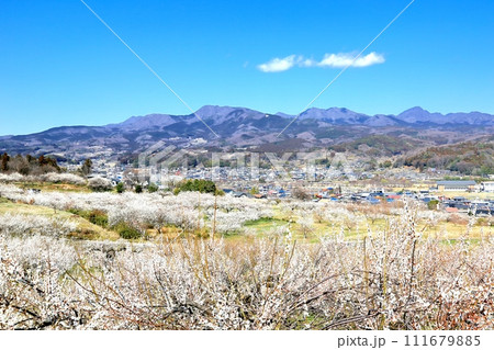 榛名梅林と榛名山 榛名梅林と榛名山 111679885
