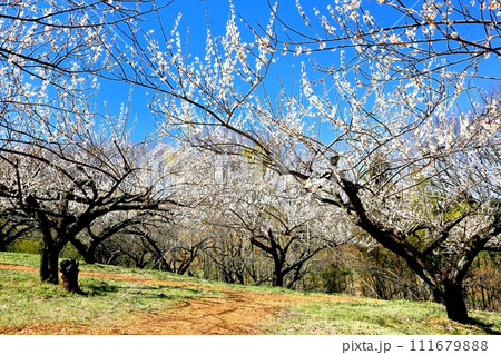 榛名梅林と榛名山 榛名梅林と榛名山 111679888