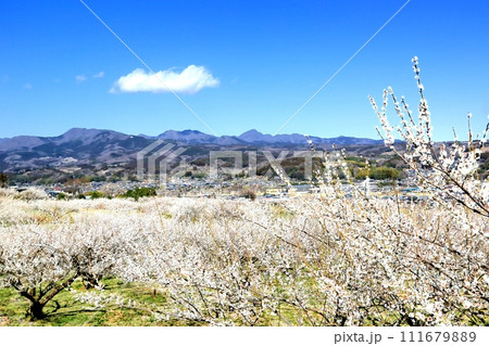 榛名梅林と榛名山 榛名梅林と榛名山 111679889