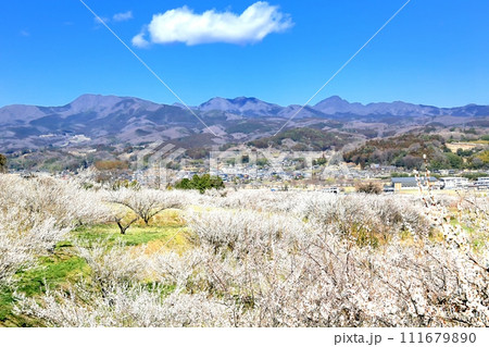 榛名梅林と榛名山 111679890