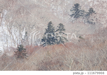 望遠レンズで撮影した雪山のたくさんの木々 望遠レンズで撮影した雪山のたくさんの木々 111679908