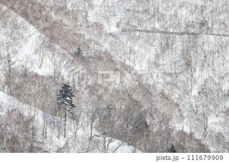 望遠レンズで撮影した雪山のたくさんの木々 望遠レンズで撮影した雪山のたくさんの木々 111679909