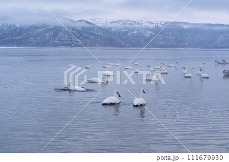 屈斜路湖で羽を休める大白鳥 屈斜路湖で羽を休める大白鳥 111679930