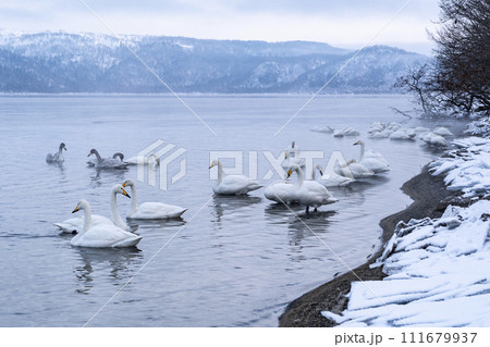 屈斜路湖で羽を休める大白鳥 屈斜路湖で羽を休める大白鳥 111679937