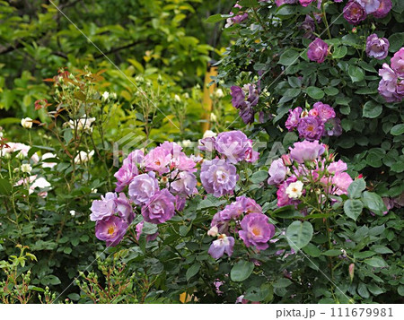 紫色のバラの花とコピースペース 紫色のバラの花とコピースペース 111679981