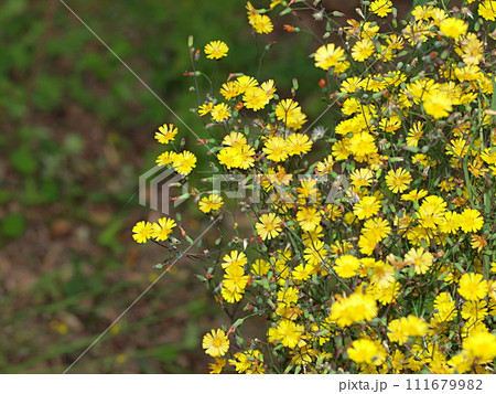 ヤブタビラコの花の群生 111679982
