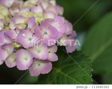 色づき始めたピンク色の紫陽花とコピースペース 色づき始めたピンク色の紫陽花とコピースペース 111680162