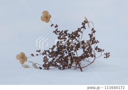 雪の中に落ちた茶色く枯れたツルアジサイの花と実 111680172