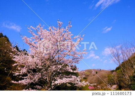八王子市の里山、上川の里の桜のある風景 八王子市の里山、上川の里の桜のある風景 111680173