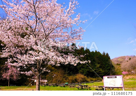 八王子市の里山、上川の里の桜のある風景 八王子市の里山、上川の里の桜のある風景 111680175