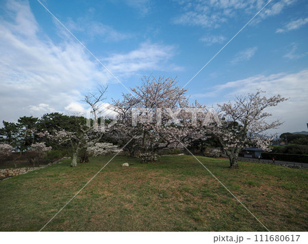 萩城跡と桜 萩城跡と桜 111680617