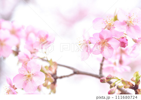 河津桜　背景素材 111680724