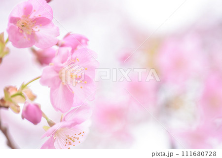 河津桜 背景素材 河津桜 背景素材 111680728