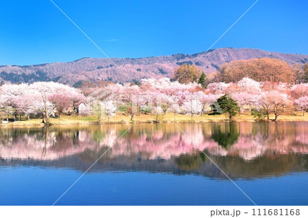針湖池の桜 111681168