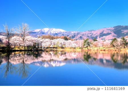 針湖池の桜 111681169