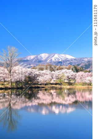 針湖池の桜 針湖池の桜 111681170