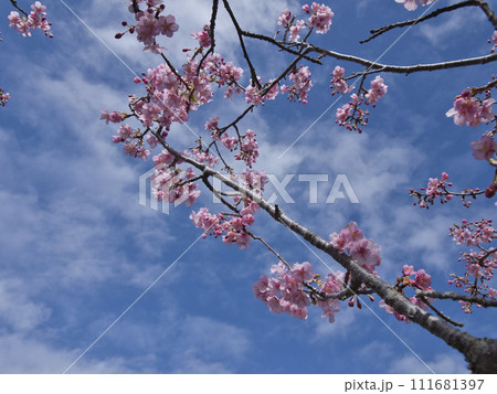 官軍塚の河津桜 官軍塚の河津桜 111681397