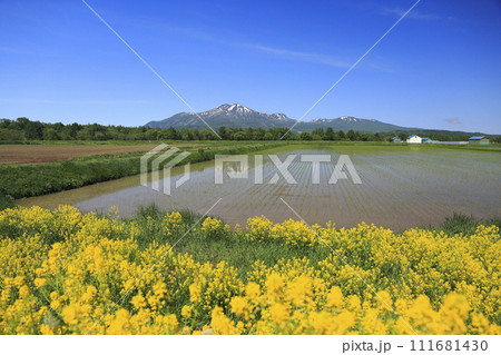 北海道倶知安町八幡から望むキガラシ咲く水田とニセコ連峰 111681430
