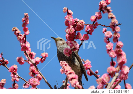 花の蜜を求めて梅林のヒヨドリ 111681494