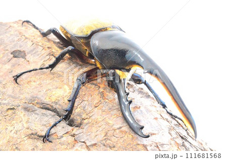 ヘラクレスオオカブトのヘラクレスヘラクレス　白背景 111681568