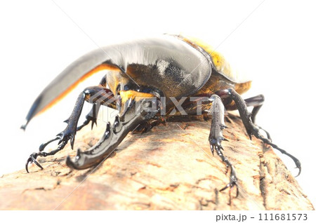 ヘラクレスオオカブトのヘラクレスヘラクレス 白背景 ヘラクレスオオカブトのヘラクレスヘラクレス 白背景 111681573