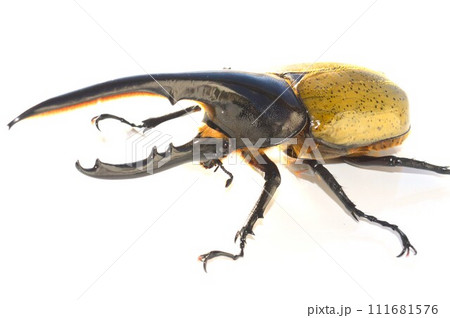 ヘラクレスオオカブトのヘラクレスヘラクレス 白背景 ヘラクレスオオカブトのヘラクレスヘラクレス 白背景 111681576