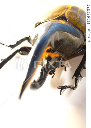ヘラクレスオオカブトのヘラクレスヘラクレス 白背景 ヘラクレスオオカブトのヘラクレスヘラクレス 白背景 111681577