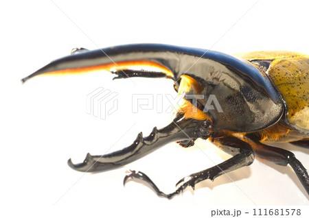 ヘラクレスオオカブトのヘラクレスヘラクレス　白背景 111681578