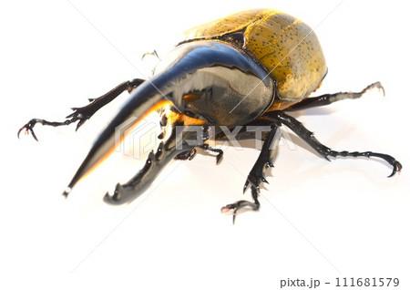 ヘラクレスオオカブトのヘラクレスヘラクレス　白背景 111681579