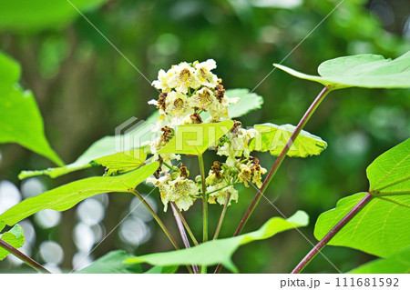 クリーム色のキササゲの花（夏、六月） 111681592