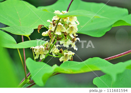 クリーム色のキササゲの花（夏、六月） 111681594
