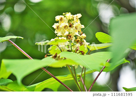 クリーム色のキササゲの花（夏、六月） 111681595