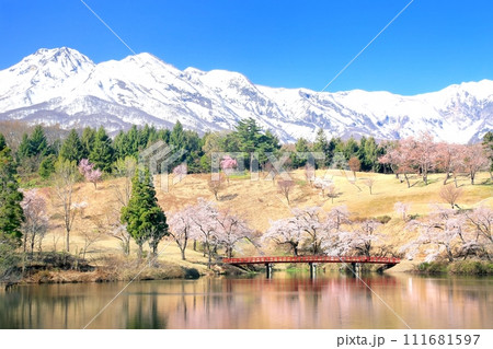 松ヶ峯の桜と妙高山 松ヶ峯の桜と妙高山 111681597