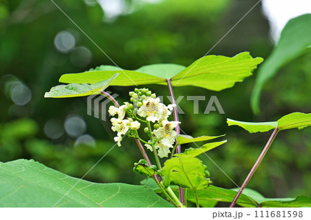 クリーム色のキササゲの花（夏、六月） 111681598