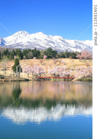 松ヶ峯の桜と妙高山 111681601