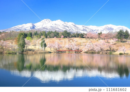 松ヶ峯の桜と妙高山 松ヶ峯の桜と妙高山 111681602