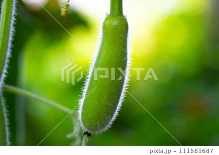 真夏の果実～夕顔の実～ 111681687