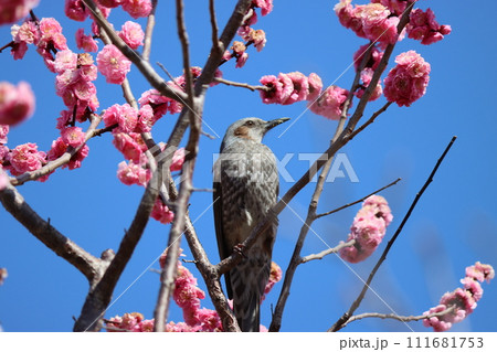 花の蜜を求めて梅林のヒヨドリー弐 111681753