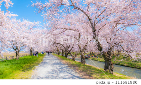 あさひ舟川の桜並木（ソフトフォーカス） 111681980