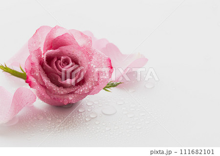 ピンクのバラの花に水滴 美容背景 ピンクのバラの花に水滴 美容背景 111682101